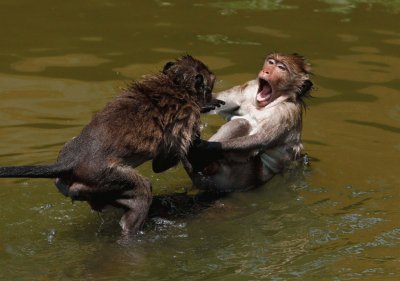 bathing monkeys