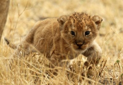 stalking baby tiger jigsaw puzzle