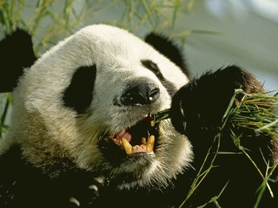 giant panda