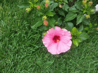 פאזל של flor rosada