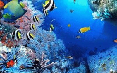 פאזל של Corals with Fishes