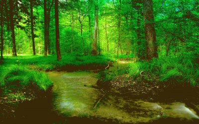 forest river