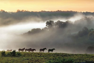 Dawn mist and horses
