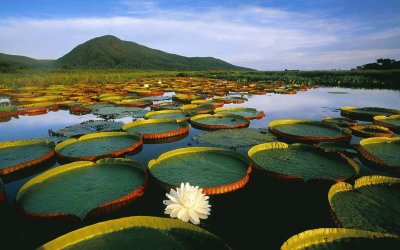 פאזל של Naturaleza