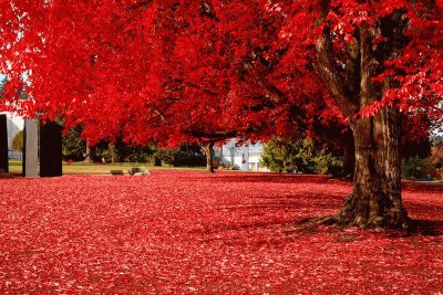 Arbol floreado