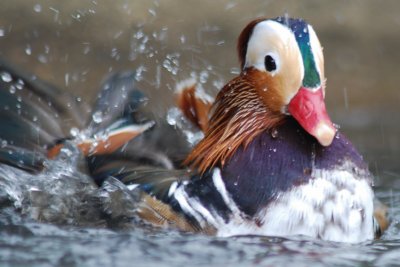 פאזל של MANDARIN DUCK