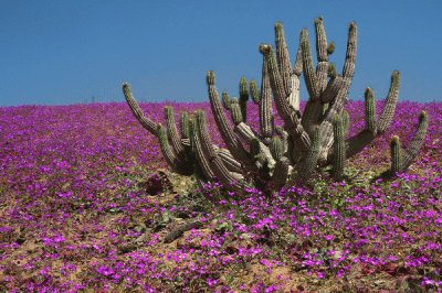 flora