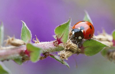 פאזל של Coccinella