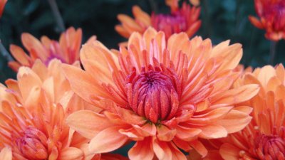 orange flower jigsaw puzzle