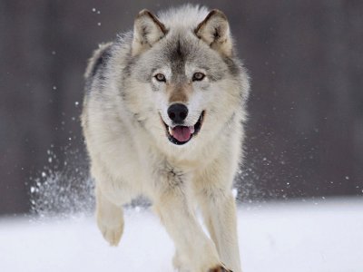 lobo corriendo