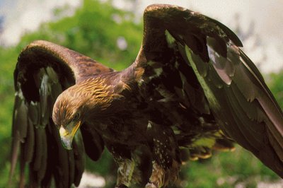 פאזל של Ã¡guila real iberica