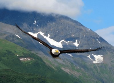 Ã¡guila en pleno vuelo