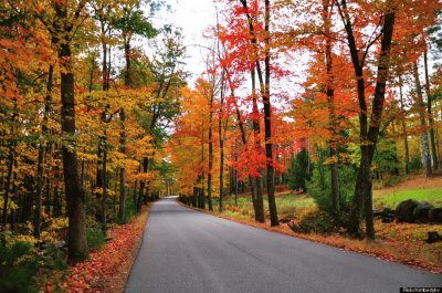 fall foliage jigsaw puzzle