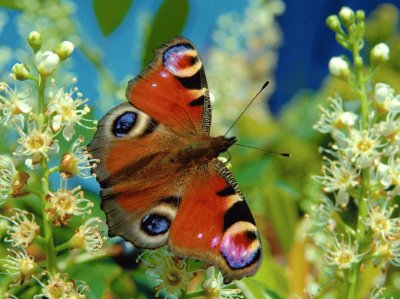 borboleta