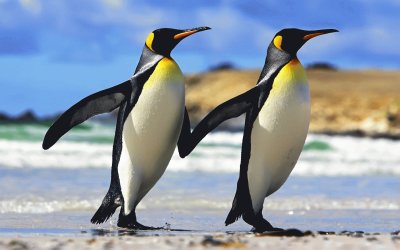 פאזל של pinguinos