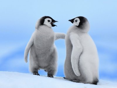 פאזל של bebes pinguinos
