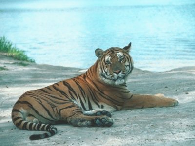 tigre jigsaw puzzle