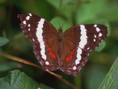 פאזל של mariposa