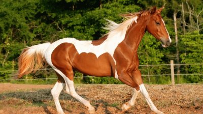 horse jigsaw puzzle