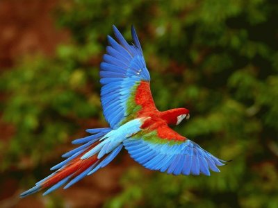 guacamayo jigsaw puzzle