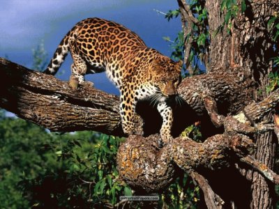 פאזל של jaguar