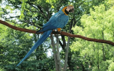 pajaros jigsaw puzzle