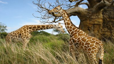 פאזל של girafas selva