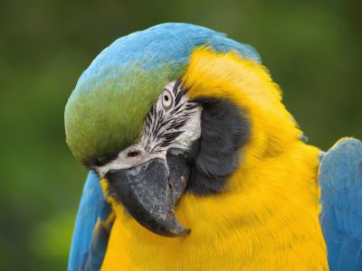 exotico guacamayo