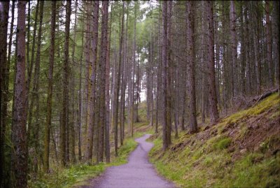 פאזל של jack pine trail