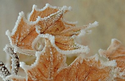 early frost