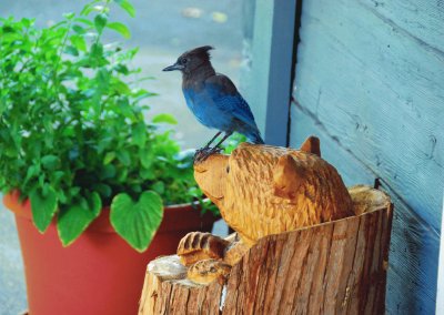 Blue Jay jigsaw puzzle