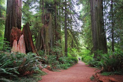 Redwoods in Big Tree Grove