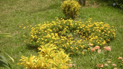 פאזל של lantanas