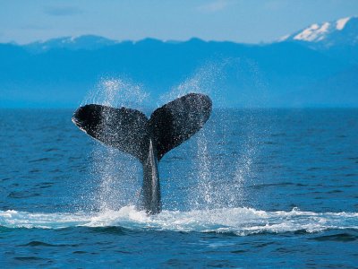 ballena jigsaw puzzle