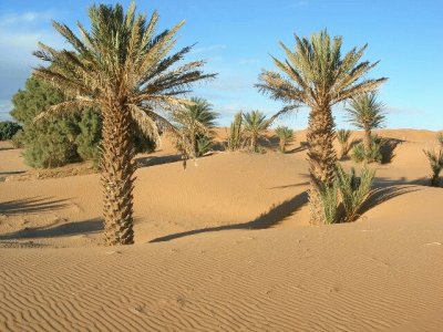 פאזל של desert palmiers