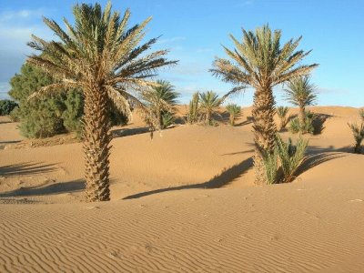 desert palmiers jigsaw puzzle