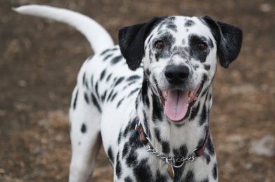 dalmata jigsaw puzzle