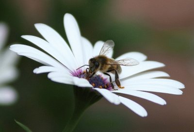 פאזל של Abeja