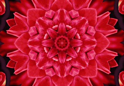 red rose