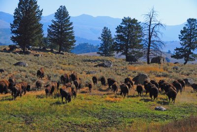 Bison, Yellowstone jigsaw puzzle