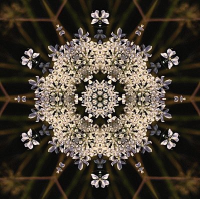 Queen Anne 's lace jigsaw puzzle