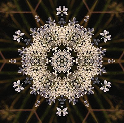 Queen Anne 's lace