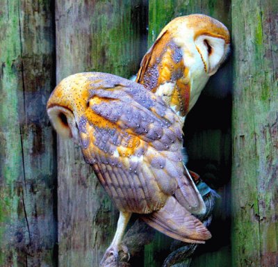 פאזל של barn owls