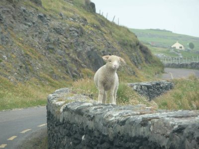 lamb on wall ireland