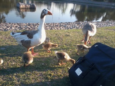 Patos Argentinos