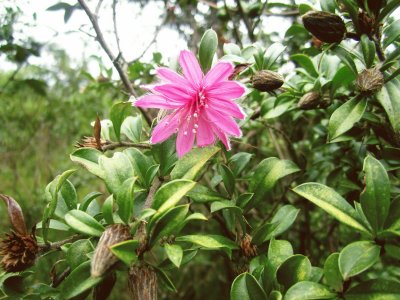 פאזל של Flora Pululahua