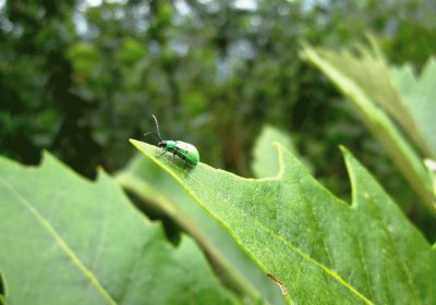 Fauna Pululahua