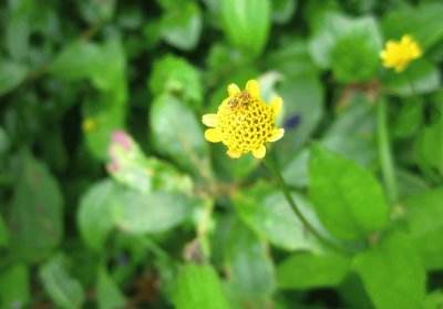 פאזל של Flora Pululahua