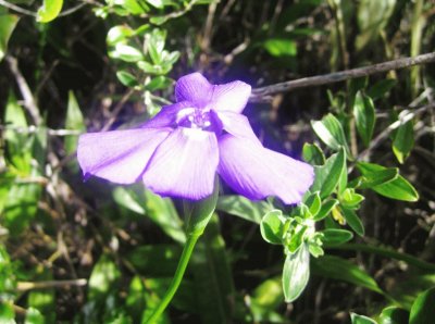 פאזל של Flora Pululahua