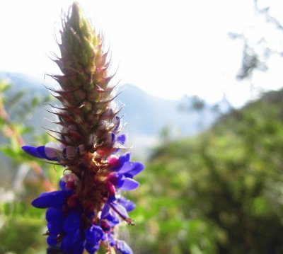 Flora Pululahua